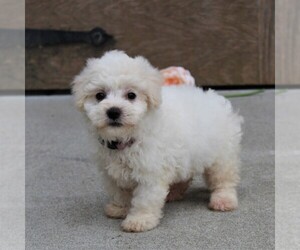 Bichon Frise Puppy for sale in KINZERS, PA, USA