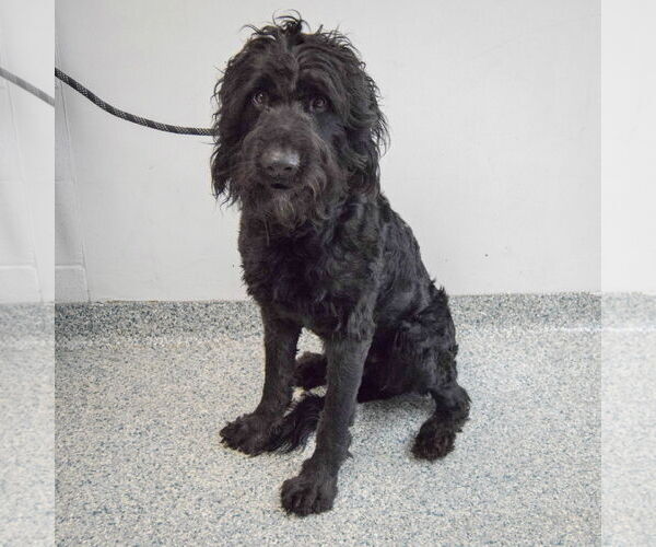 Medium Photo #3 Poodle (Standard)-Unknown Mix Puppy For Sale in Huntley, IL, USA