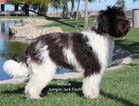 Small Photo #1 Labradoodle Puppy For Sale in SANTA MARIA, CA, USA