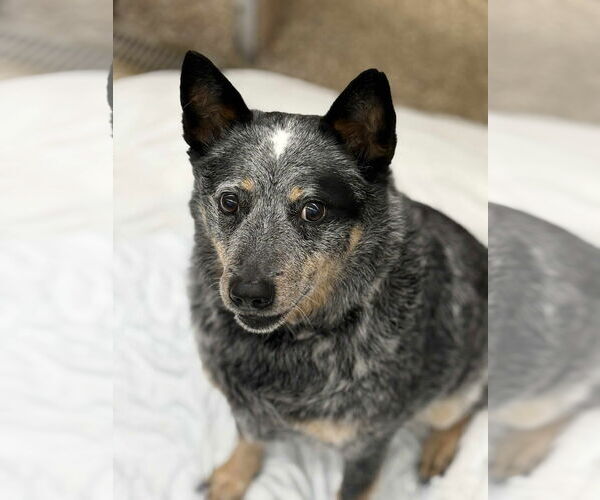 Medium Photo #1 Mutt Puppy For Sale in Martinsburg, WV, USA