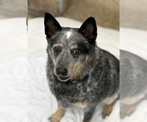 Mutt Dogs for adoption in Martinsburg, WV, USA