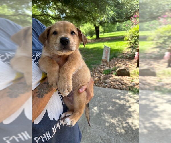 Medium Photo #4 Mutt Puppy For Sale in Oak Bluffs, MA, USA