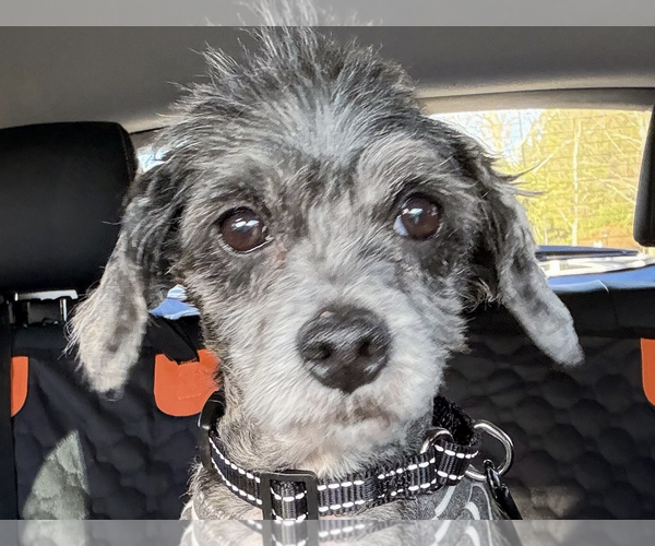 Medium Photo #1 Mutt Puppy For Sale in San Ramon, CA, USA