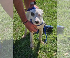 Mutt Dogs for adoption in The Woodlands, TX, USA