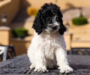 Poodle (Standard) Puppy for sale in RANCHO CUCAMONGA, CA, USA