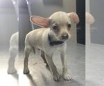 TOMMY - Male Chihuahua Dog for Adoption - Small photo