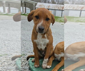 Jack Russell Terrier-Mountain Cur Mix Dogs for adoption in Aurora, IN, USA