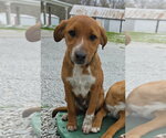 Small Jack Russell Terrier-Mountain Cur Mix