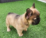Small #17 French Bulldog