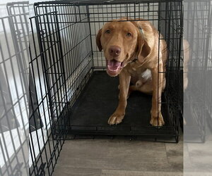 Ragnar - Male Labrador Retriever Dog for Adoption - Photo #3