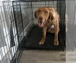 Small Photo #3 Labrador Retriever Puppy For Sale in Royal Palm Beach, FL, USA