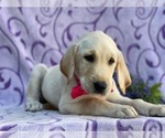 Small Photo #2 Labrador Retriever Puppy For Sale in LANCASTER, PA, USA