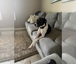 Small Photo #8 Lab-Pointer Puppy For Sale in San Diego, CA, USA