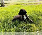 Small #2 Cocker Spaniel