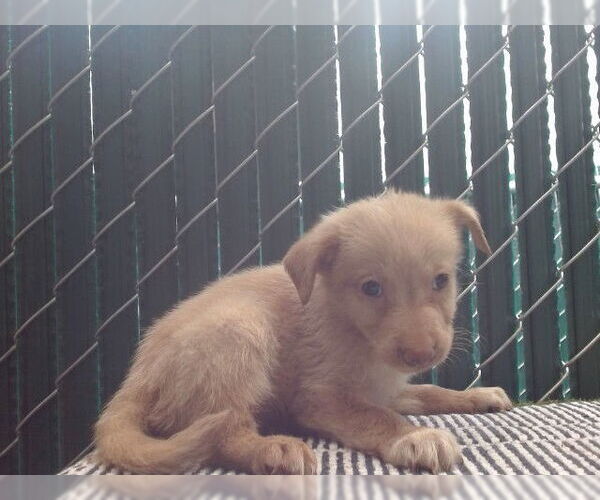 Medium Photo #1 Mutt Puppy For Sale in Downey, CA, USA