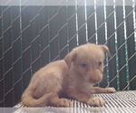 Small Mutt