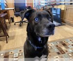 Small Photo #5 Huskies -Labrador Retriever Mix Puppy For Sale in Woodbury, NY, USA