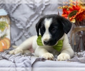 American Eskimo Dog-German Shepherd Dog Mix Puppy for sale in LANCASTER, PA, USA