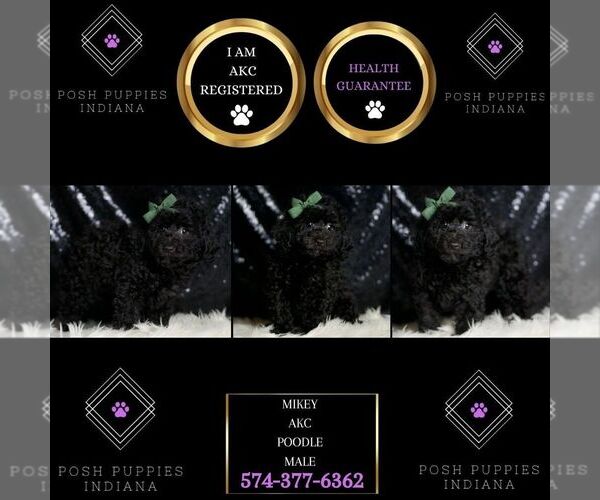 Medium Photo #2 Poodle (Miniature) Puppy For Sale in WARSAW, IN, USA