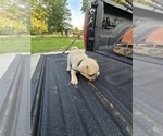 Puppy 3 Pug