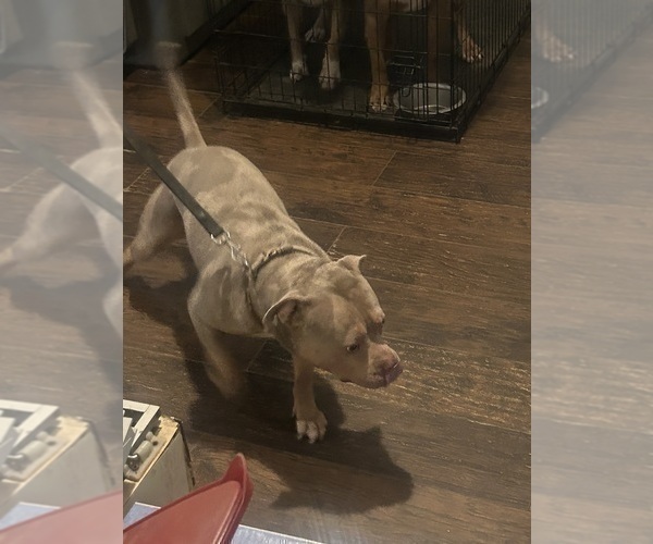 Medium Photo #1 American Bully Puppy For Sale in TRENTON, NJ, USA