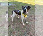 Small #11 Lab-Pointer