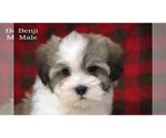 Small #16 Havanese