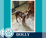 Small #7 American Staffordshire Terrier-Labrador Retriever Mix