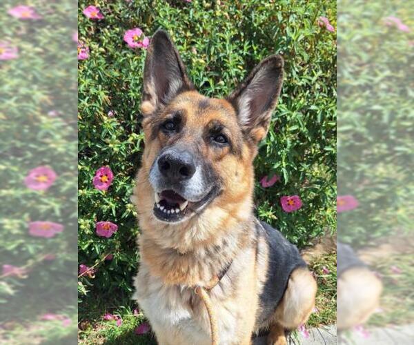 Medium Photo #4 German Shepherd Dog Puppy For Sale in Woodland, CA, USA