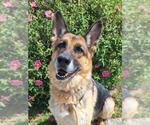 Small #3 German Shepherd Dog