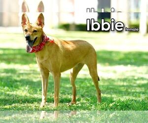 Ibbie from Taiwan - Female Mutt Dog for Adoption - Photo #5