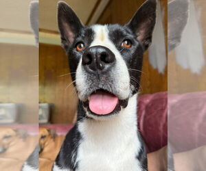 American Pit Bull Terrier-Siberian Husky Mix Dogs for adoption in La Vergne, TN, USA