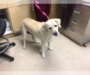 Labrador Retriever Dogs for adoption in Riverside, CA, USA