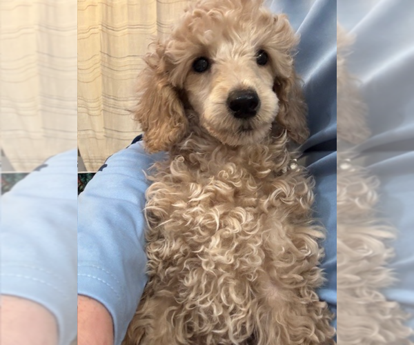 Medium Photo #4 Poodle (Miniature) Puppy For Sale in EAST AMHERST, NY, USA