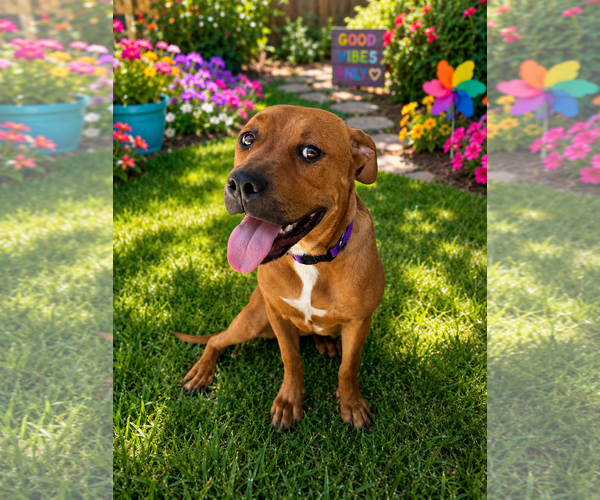 Medium Photo #5 Labrador Retriever-Rhodesian Ridgeback Mix Puppy For Sale in Chandler, AZ, USA