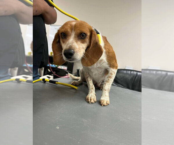 Medium Photo #3 Beagle Puppy For Sale in Canton, CT, USA