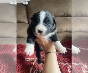 Miniature Australian Shepherd Puppy for sale in CAMP MCCOY, WI, USA
