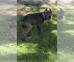 Small #22 Cane Corso
