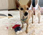 Small #18 Chihuahua