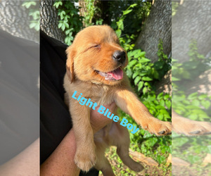 Golden Retriever Puppy for Sale in NASHVILLE, Tennessee USA