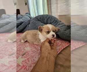Pembroke Welsh Corgi Puppy for sale in EASTVALE, CA, USA