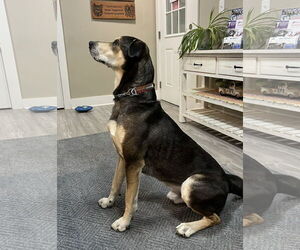 Mutt Dogs for adoption in Emmett, ID, USA