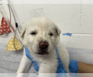 German Shepherd Dog-Unknown Mix Dogs for adoption in San Bernardino, CA, USA