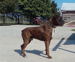 Father of the Boxer puppies born on 08/22/2025