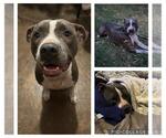 Small #2 American Staffordshire Terrier Mix