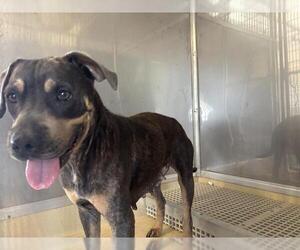 American Staffordshire Terrier-Unknown Mix Dogs for adoption in Grand Prairie, TX, USA