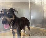 Small American Staffordshire Terrier Mix