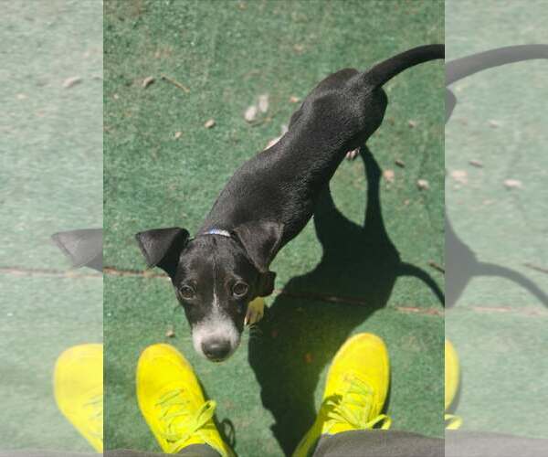 Medium Photo #2 Mutt Puppy For Sale in Woodbury, NY, USA