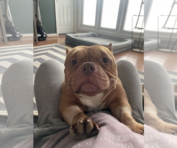 Medium Photo #9 American Staffordshire Terrier-Unknown Mix Puppy For Sale in Derwood, MD, USA