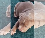 Small Photo #12 American Bully Puppy For Sale in COUDERSPORT, PA, USA